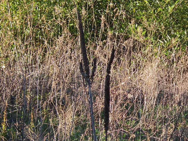 �r���[�h���E�Y�C�J