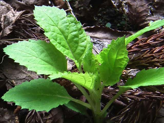 �q�i�m�E�X�c�{