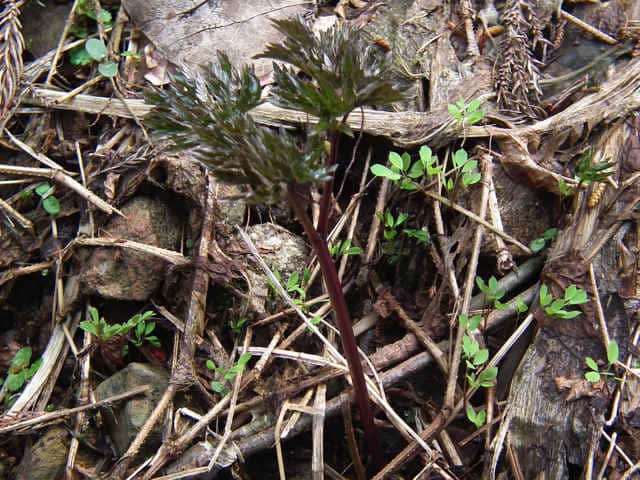 �T���V�i�V���E�}