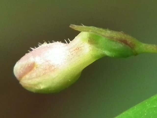 ���}�E�O�C�X�J�O��