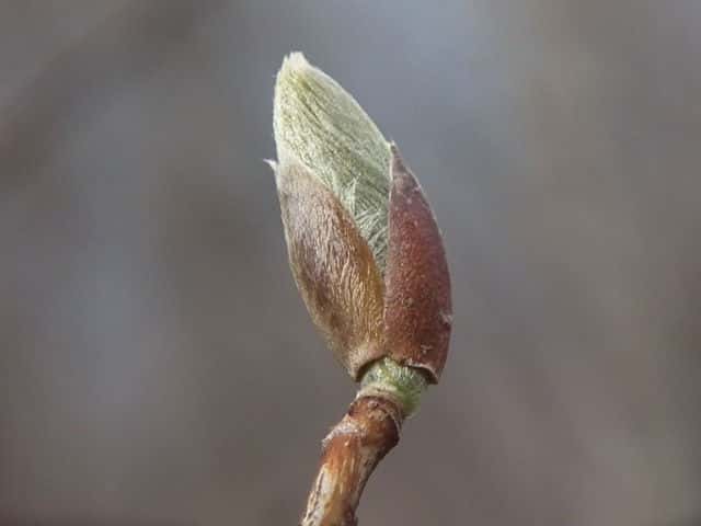 �i�c�c�o�L