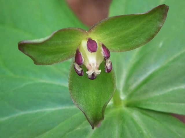 �G�����C�\�E