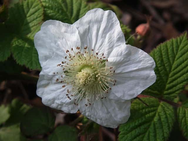 �N�T�C�`�S