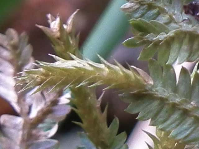 コンテリクラマゴケ