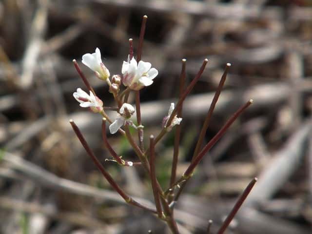 �^�l�c�P�o�i