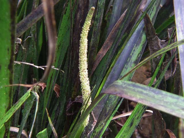 �Z�L�V���E