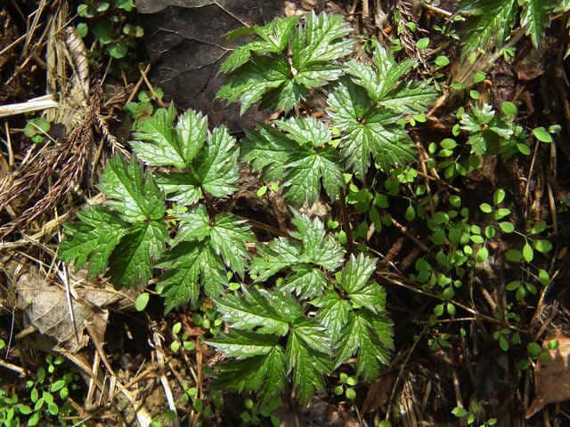 �T���V�i�V���E�}