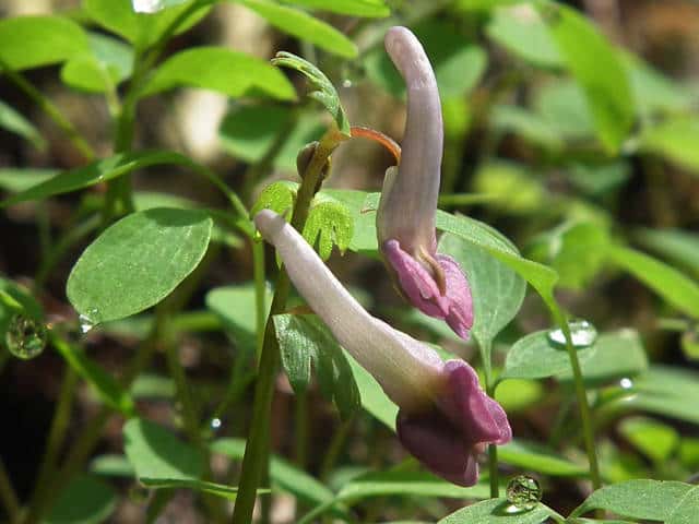 ���}�G���S�T�N