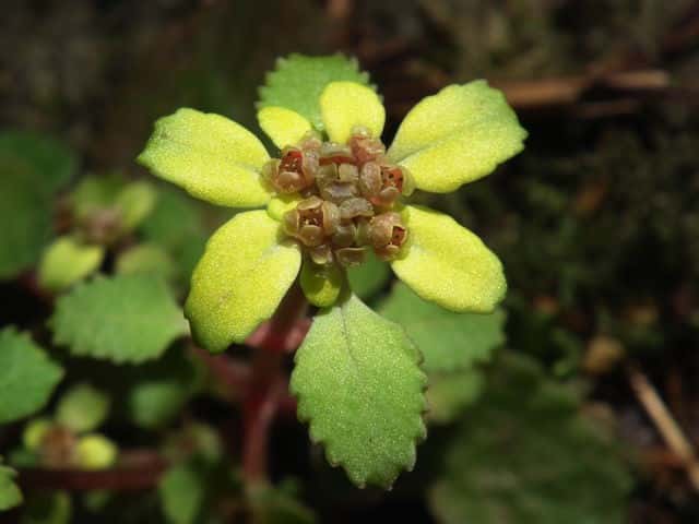 �{�^���l�R�m���\�E