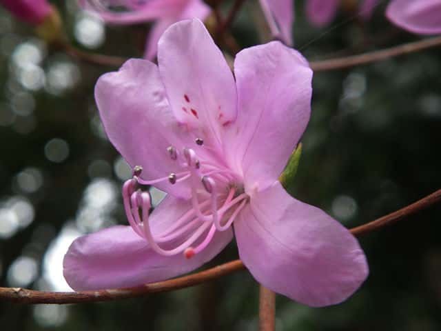 �R�o�m�~�c�o�c�c�W