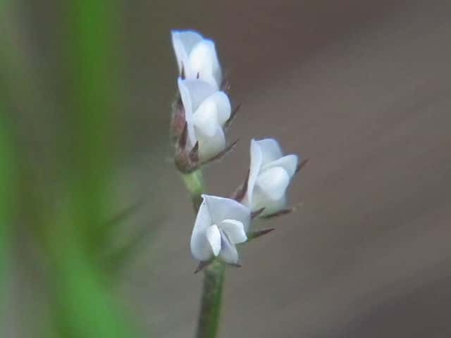 �X�Y���m�G���h�E