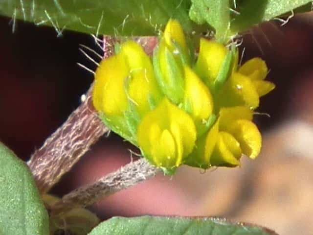 コメツブツメクサ