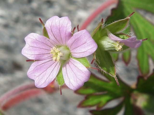 アメリカフウロ