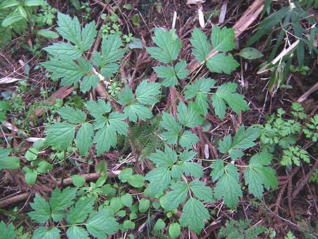 �T���V�i�V���E�}