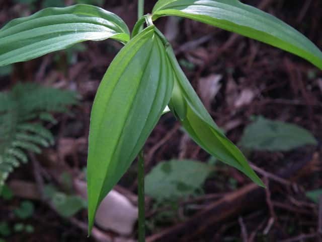 �z�E�`���N�\�E