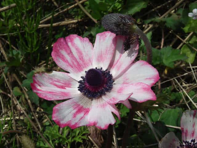 �{�^���C�`�Q