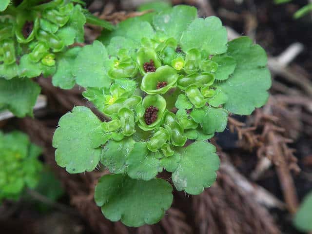 ���}�l�R�m���\�E