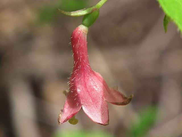 ���}�E�O�C�X�J�O��