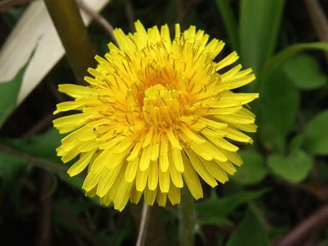 アカミタンポポ