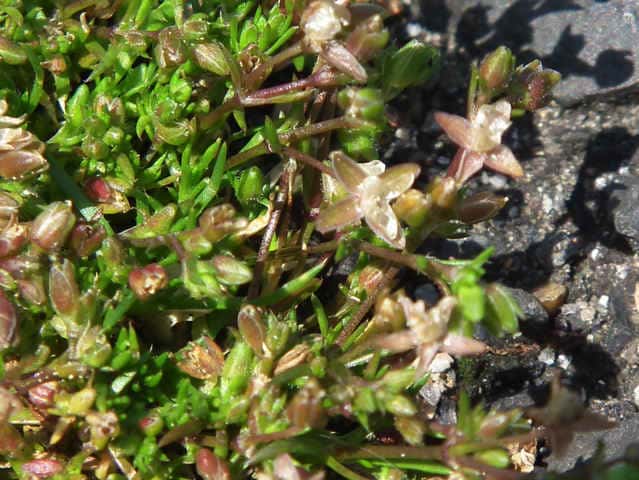 �c���N�T�̒���