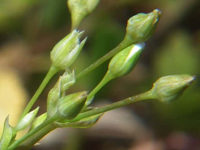 �m�~�m�t�X�}