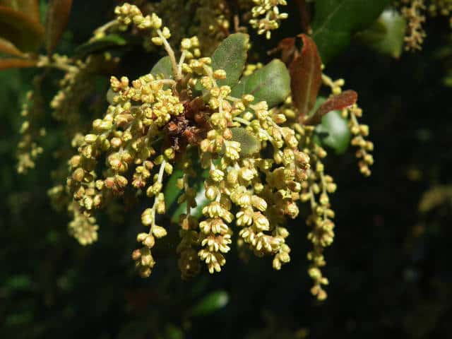 �E�o���K�V