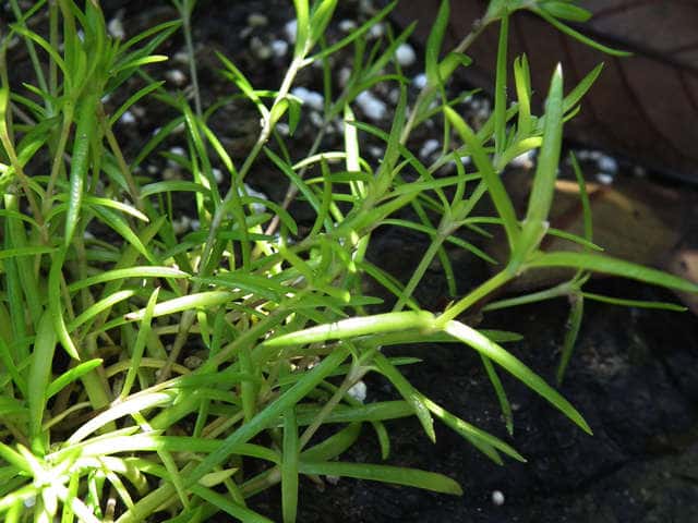 �I�c���N�T