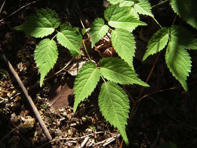 �A�J�V���E�}