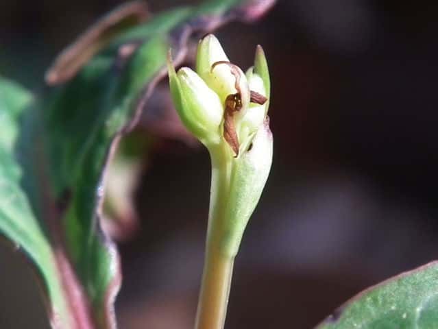 �C�`���N�\�E