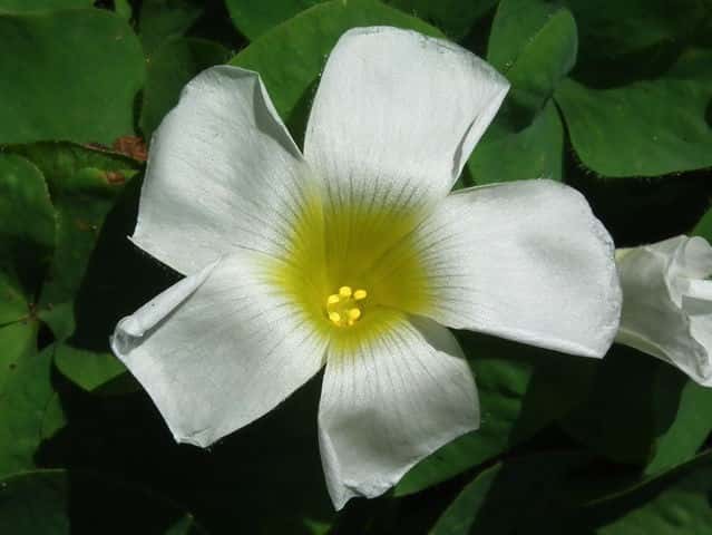 フヨウカタバミ