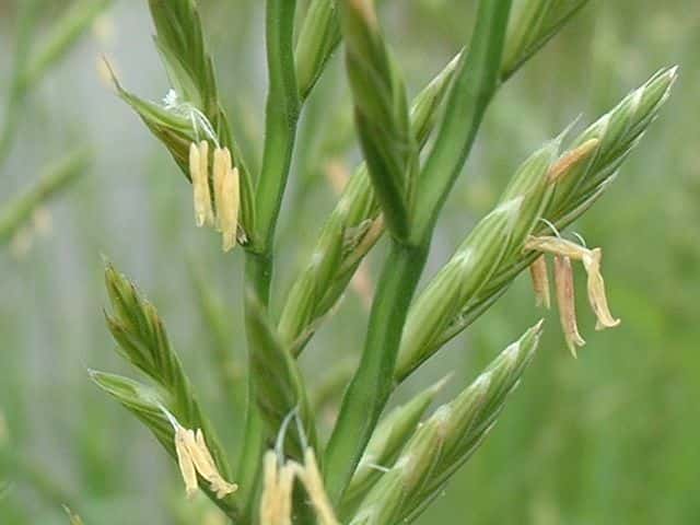 ネズミホソムギ