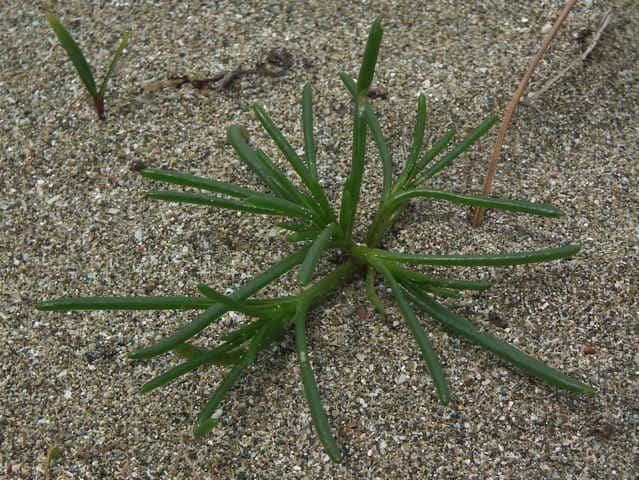 �I�J�q�W�L