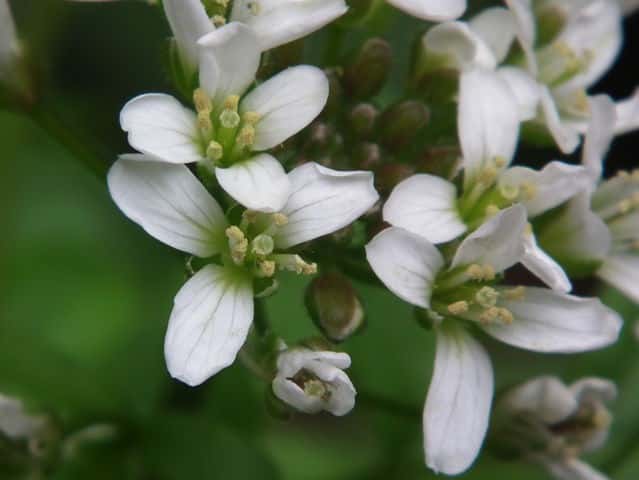 �I�I�P�^�l�c�P�o�i