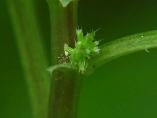 �J�e���\�E