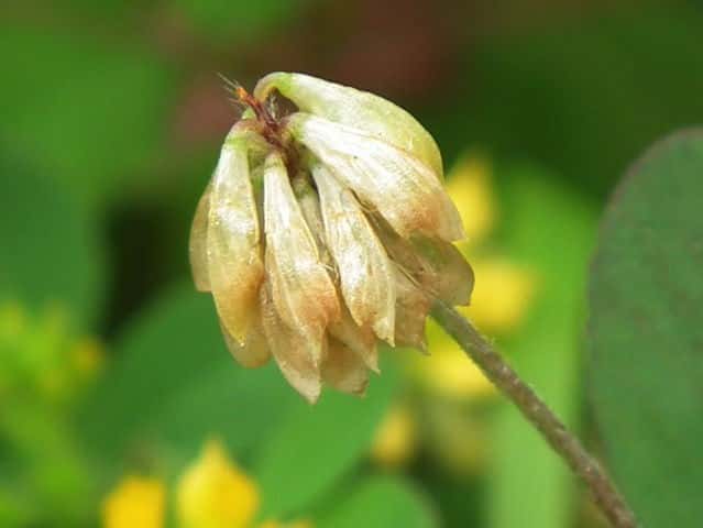 �R���c�u�c���N�T