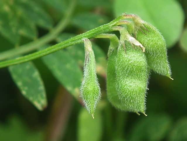 �X�Y���m�G���h�E