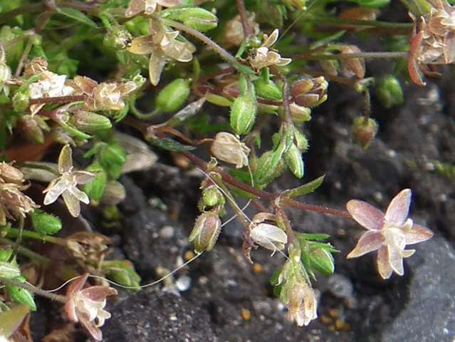 �c���N�T�̒���