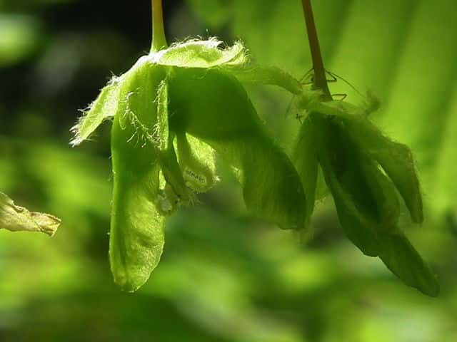 �`�h���m�L