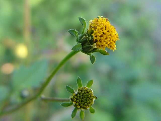 コセンダングサ