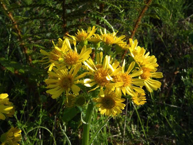 �T���I�O���}