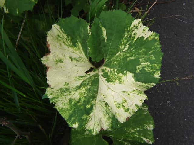 ������t�L