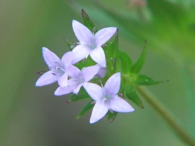 ハナヤエムグラ