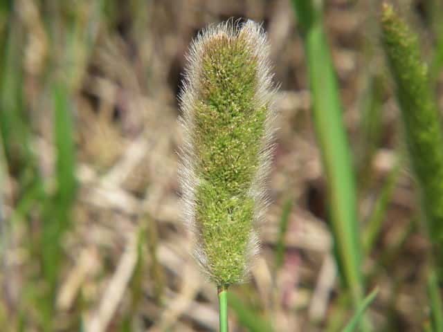 ハマヒエガエリ