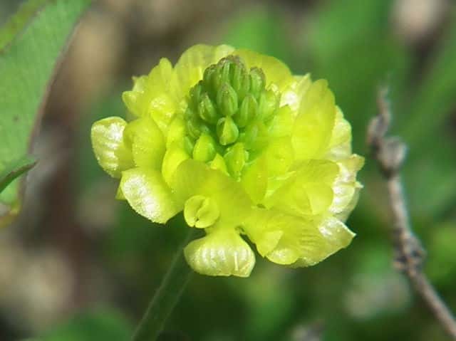 クスダマツメクサ