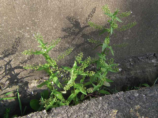 オオカワヂシャ