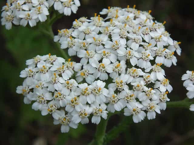 �Z�C���E�m�R�M���\�E