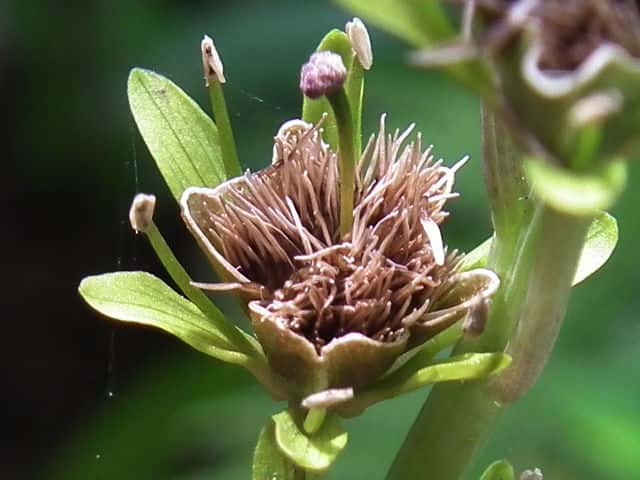 �V���E�W���E�o�J�}