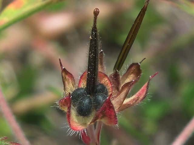 �A�����J�t�E��