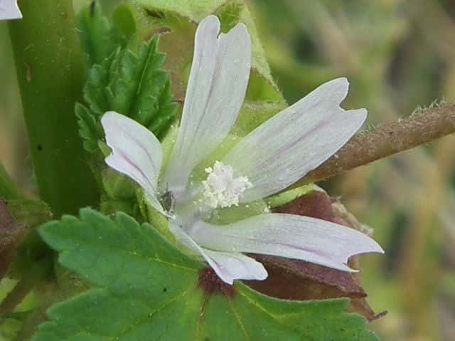 ミナミフランスアオイ