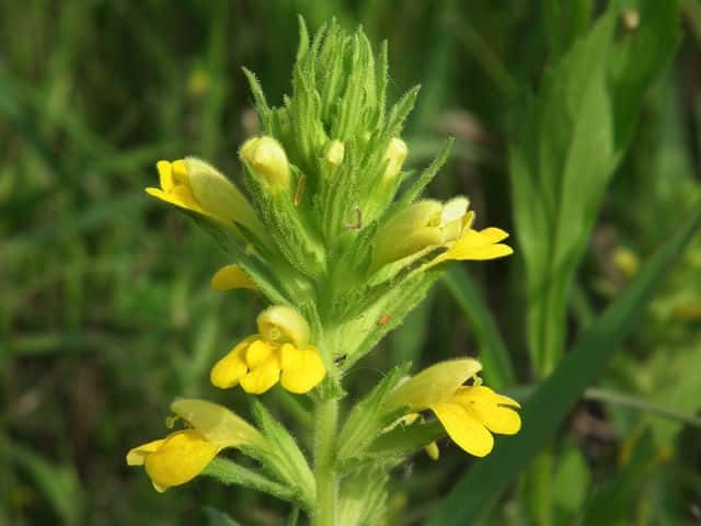 セイヨウヒキヨモギ